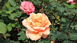 Resize of IMG_7131.JPG